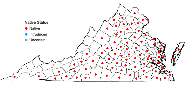 Locations ofBulbostylis capillaris (L.) Kunth ex C.B. Clarke ssp. capillaris in Virginia