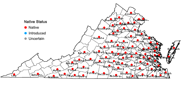 Locations ofBulbostylis capillaris (L.) Kunth ex C.B. Clarke ssp. capillaris in Virginia