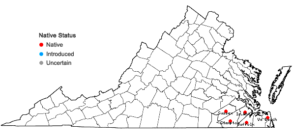 Locations ofBulbostylis ciliatifolia (Elliott) Fernald in Virginia