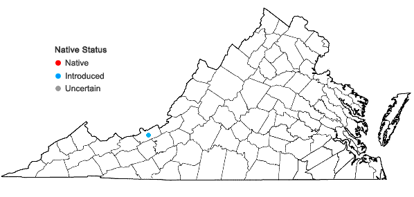 Locations ofBupleurum gerardii All. in Virginia