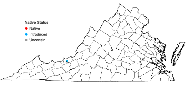 Locations ofBupleurum virgatum Cavanilles in Virginia