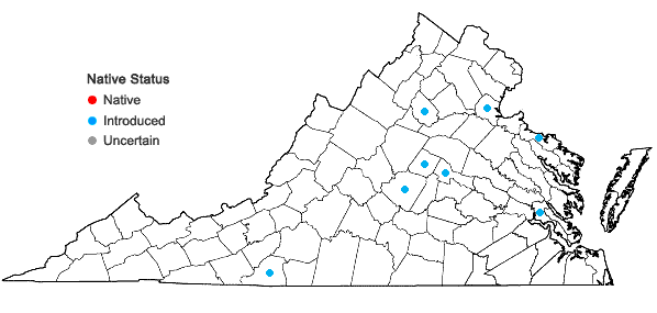 Locations ofBuxus sempervirens L. in Virginia