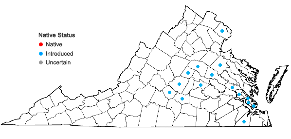 Locations ofCallicarpa dichotoma (Loureiro) K. Koch in Virginia