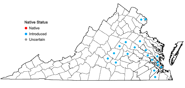 Locations ofCallicarpa dichotoma (Loureiro) K. Koch in Virginia