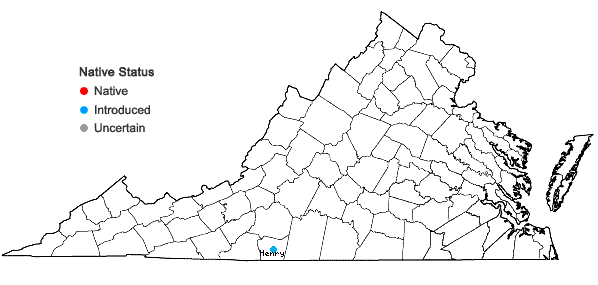 Locations ofCallirhoe involucrata (Torr. & Gray) Gray var. involucrata in Virginia