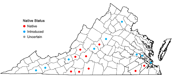 Locations ofCalycanthus floridus L. in Virginia