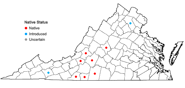 Locations ofCalycanthus floridus L. var. glaucus (Willd.) Torr. & Gray in Virginia