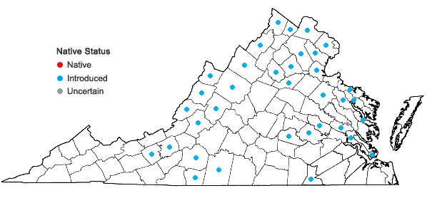 Locations ofCamelina microcarpa Andrzejowski ex. A. P. DeCandolle in Virginia