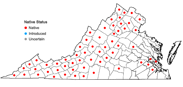 Locations ofCampanulastrum americanum (L.) Small in Virginia