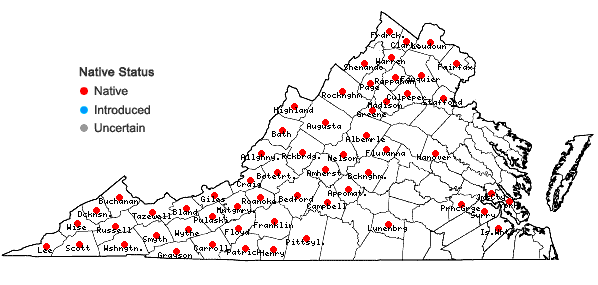 Locations ofCampanulastrum americanum (L.) Small in Virginia