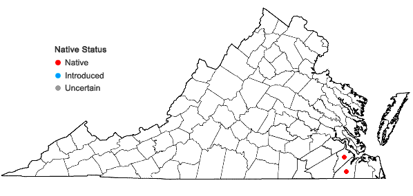 Locations ofCampylopus carolinae Grout in Virginia