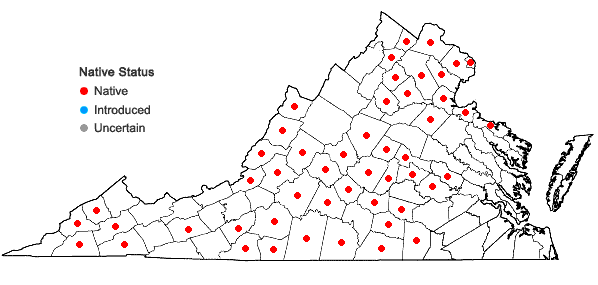 Locations ofCardamine angustata O. E. Schulz in Virginia