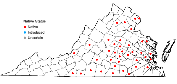 Locations ofCarex albicans Willd. ex Sprengel var. australis (Bailey) Rettig in Virginia