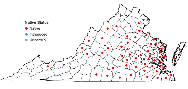 Locations ofCarex albolutescens Schweinitz in Virginia