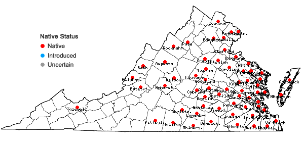 Locations ofCarex albolutescens Schweinitz in Virginia