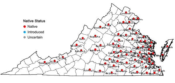 Locations ofCarex albolutescens Schweinitz in Virginia