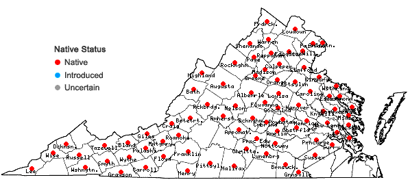 Locations ofCarex amphibola Steudel in Virginia