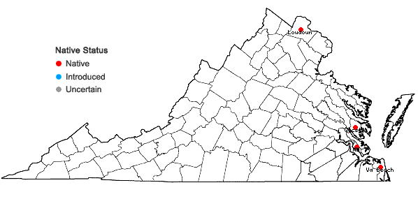 Locations ofCarex aureolensis Steudel in Virginia