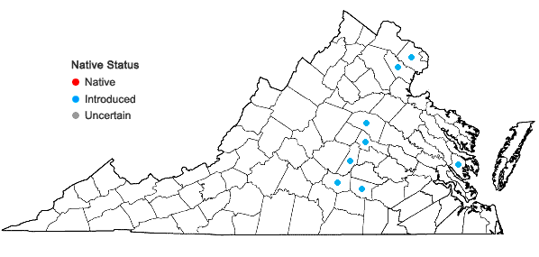 Locations ofCarex austrina Mackenzie in Virginia