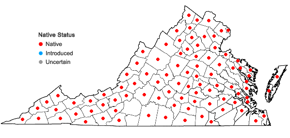 Locations ofCarex cephalophora Muhl. ex Willd. in Virginia