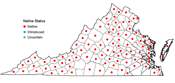 Locations ofCarex cephalophora Muhl. ex Willd. in Virginia