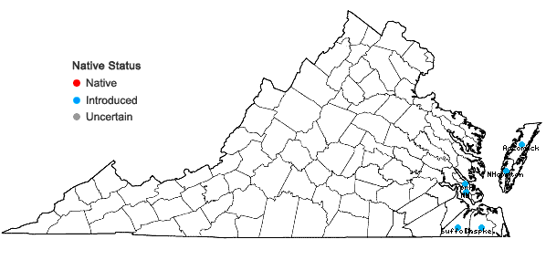 Locations ofCarex extensa Goodenough in Virginia