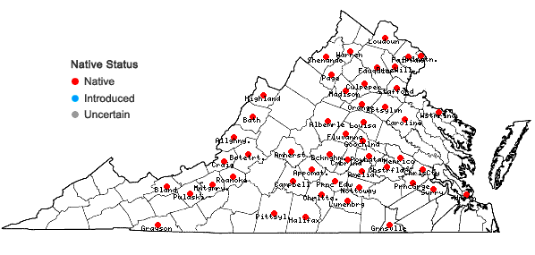 Locations ofCarex glaucodea Tuckerman ex Olney in Virginia