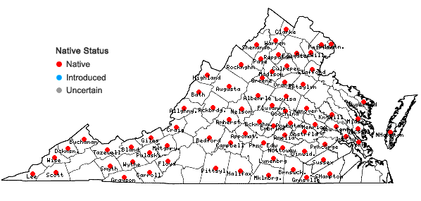 Digital Atlas of the Virginia Flora | Carex gracillima Schw.