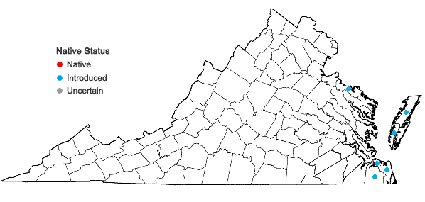 Locations ofCarex kobomugi Ohwi in Virginia