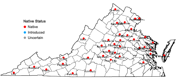 Digital Atlas of the Virginia Flora | Carex mesochorea Mackenzie