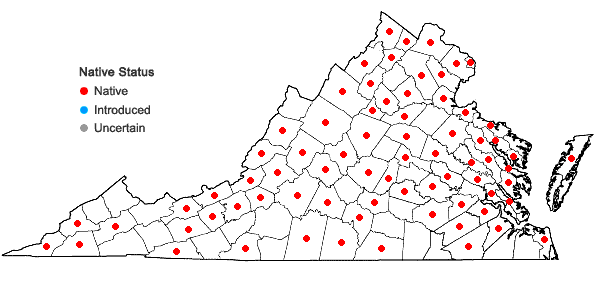 Locations ofCarex muehlenbergii Schk. ex  Willd. in Virginia