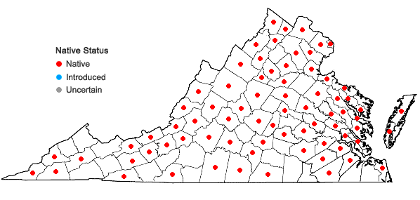 Locations ofCarex muehlenbergii Schk. ex  Willd. in Virginia