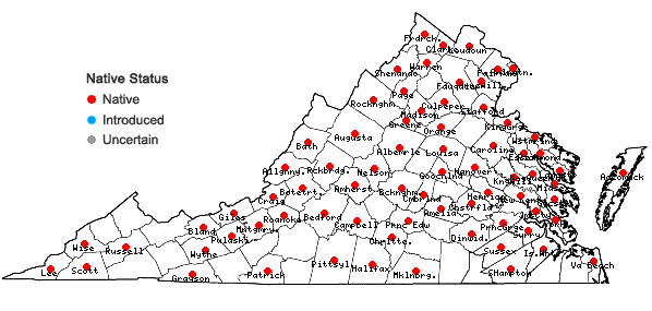 Locations ofCarex muehlenbergii Schk. ex  Willd. in Virginia