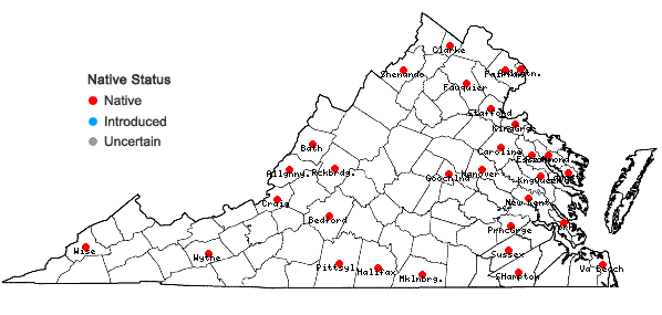 Locations ofCarex muehlenbergii Schk. ex Willd. var. muehlenbergii in Virginia