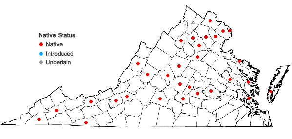 Locations ofCarex muehlenbergii Schk. ex Willd. var. enervis Boott in Virginia