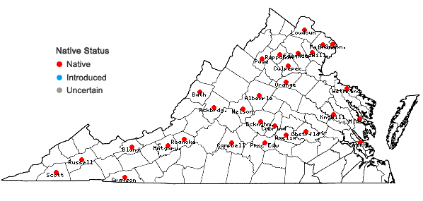 Locations ofCarex muehlenbergii Schk. ex Willd. var. enervis Boott in Virginia