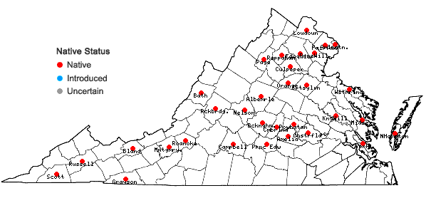 Locations ofCarex muehlenbergii Schk. ex Willd. var. enervis Boott in Virginia