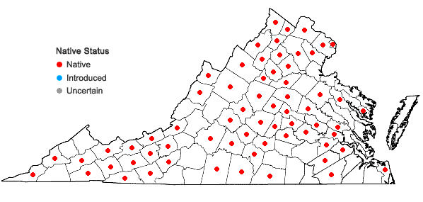 Locations ofCarex normalis Mackenzie in Virginia