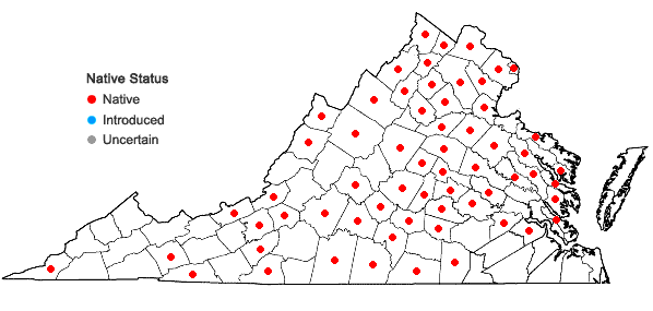 Locations ofCarex radiata (Wahlenb.) Small in Virginia