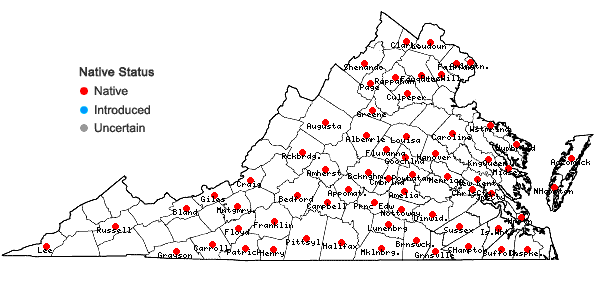 Locations ofCarex styloflexa Buckley in Virginia