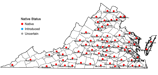 Locations ofCarex styloflexa Buckley in Virginia