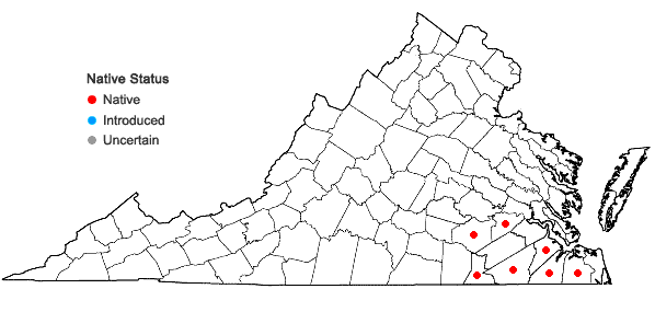 Locations ofCarex venusta Dewey var. minor Böckler  in Virginia
