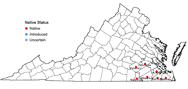 Locations ofCarex venusta Dewey var. minor Böckler  in Virginia