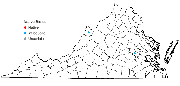 Locations ofCarum carvi L. in Virginia