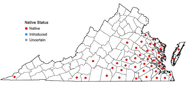 Locations ofCarya pallida (Ashe) Engl. & Graebn. in Virginia