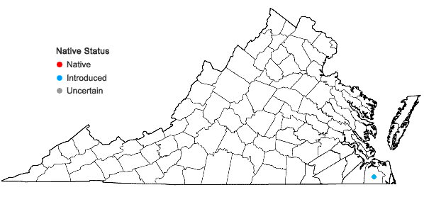 Locations ofCayratia japonica (Thunb.) Gagnep. in Virginia