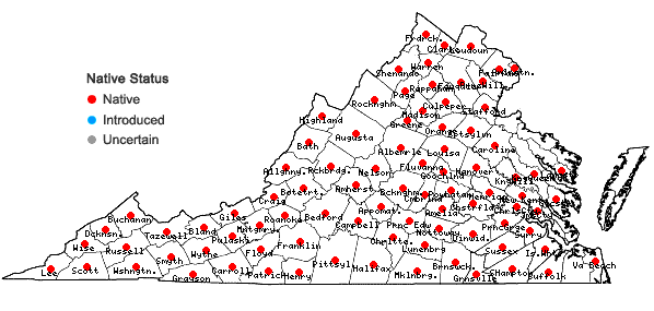 Locations ofCeanothus americanus L. in Virginia