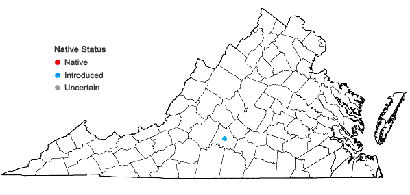 Locations ofCelosia argentea L. in Virginia