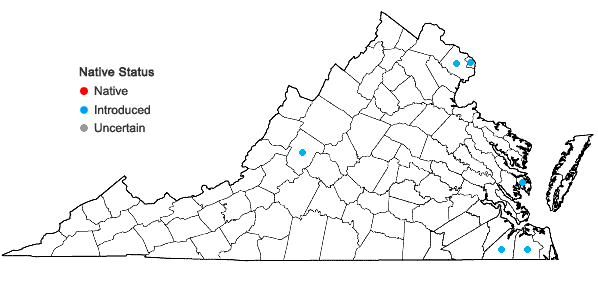 Locations ofCentaurea calcitrapa L. in Virginia