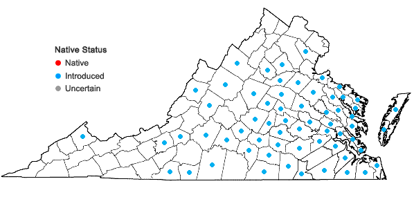 Locations ofCentaurea cyanus L. in Virginia